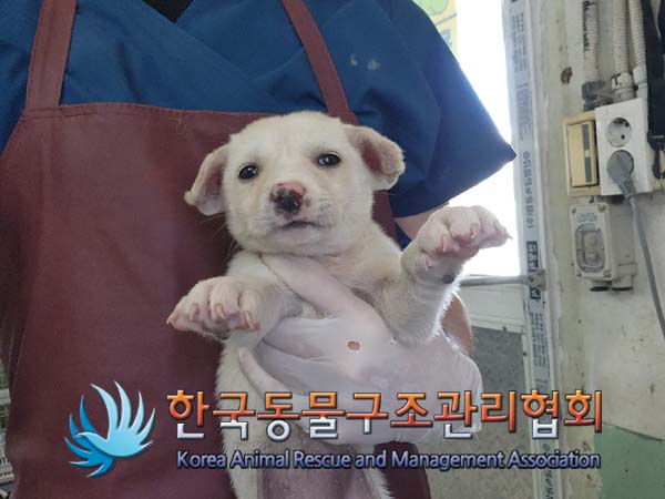 한국동물구조관리협회_441406202401644